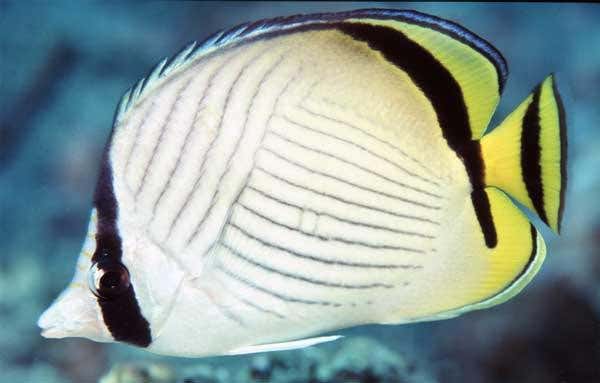 Clownfish mothers spawn their eggs in a nest, and the larvae float around for about 10 days before settling on a reef 