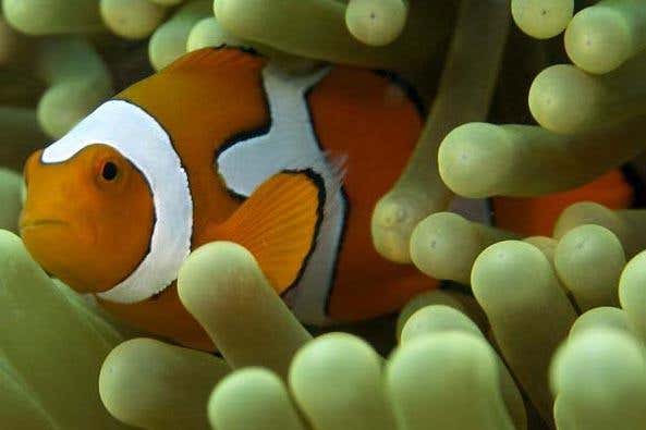 The research was carried out on the reef around Kimbe Island, near Papua New Guinea 