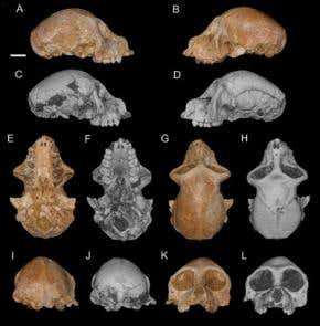 Earliest primate ancestor had surprisingly tiny brain