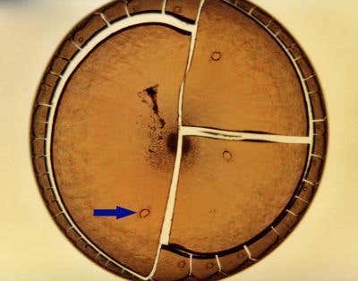 New Scientist. Science news and long reads from expert journalists, covering developments in science, technology, health and the environment on the website and the magazine.