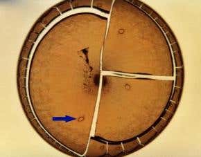 Lab-made 'microtornadoes' mimic the real thing