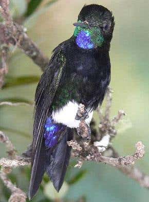 Newly discovered hummingbird already under threat