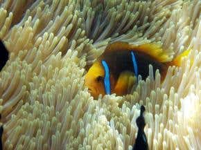 Clownfish chatter with clacking jaws