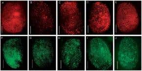 New fingerprint analysis identifies smokers