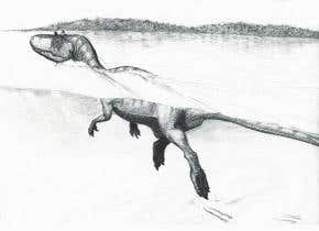 Tracks in ancient lake show dinosaurs swam