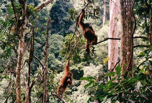 New Scientist. Science news and long reads from expert journalists, covering developments in science, technology, health and the environment on the website and the magazine.