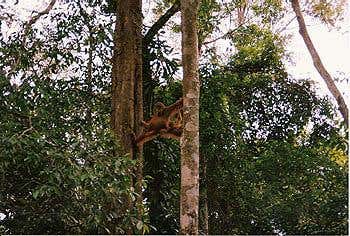 An adult female Sumatran orang-utan doing the splits in the Gunung Leuser National Park, Indonesia. [Image courtesy of SKS Thorpe]