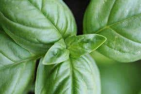 Plants 'not to blame' for potent greenhouse gases