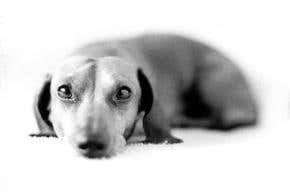 Problem pets can now pop Prozac