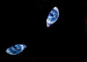 Curiosity doesn't have to kill the quantum cat