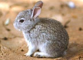 Pheromone may help baby rabbits tell night from day