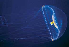 Genetically modified yeast  can sniff out explosives