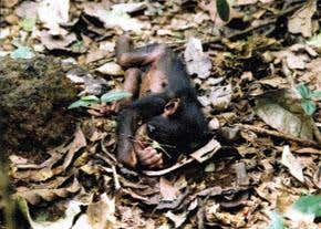 Female chimps can resort to infanticide