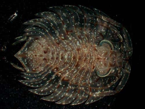 New Scientist. Science news and long reads from expert journalists, covering developments in science, technology, health and the environment on the website and the magazine.