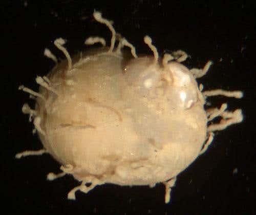 The carnivorous moonsnail can detect food from a great distance; the polyps that cover its shell hitch a ride to reach their food