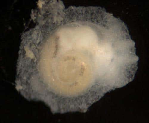 Despite living in the dark, deep sea, this new species of mollusc has developed eyes; its shell is protected by a cloak of tissue
