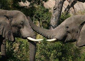 Do animals have emotions?