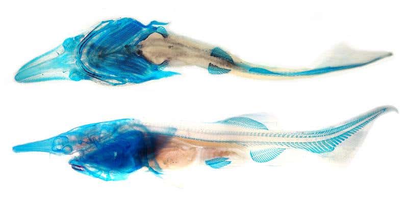 New Scientist. Science news and long reads from expert journalists, covering developments in science, technology, health and the environment on the website and the magazine.