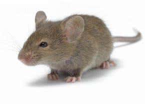 Is a virus causing breast cancer?