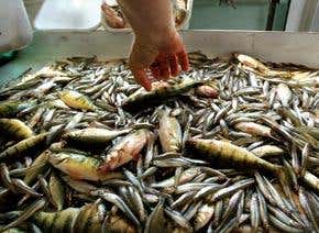Fresh danger for fish as killer virus spreads