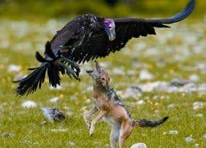 Life decisions separate 'hawk' from 'dove'