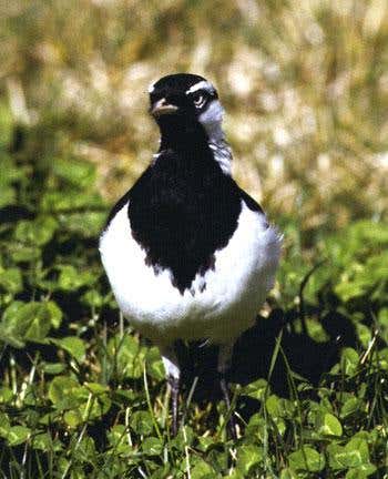 Duetting birds intimidate rivals with their song