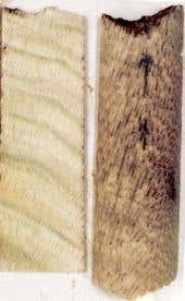 Coral reveals increased hurricanes may be the norm