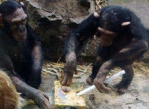 Chimp culture is passed between groups