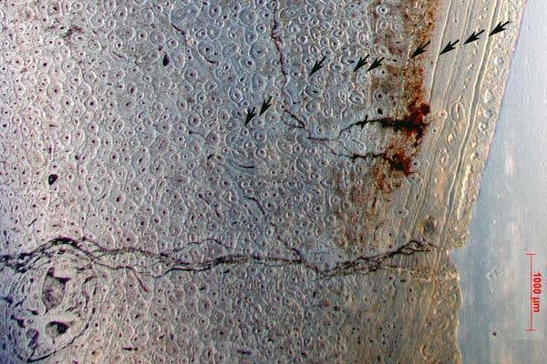 Micro-structure of a Gigantoraptor bone showing the annual growth lines