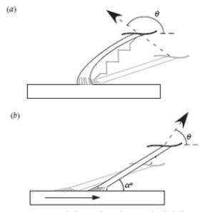 Gecko's gravity-defying trick explained