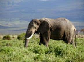 CITES deal wins reprieve for elephants