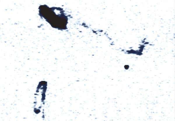 Neutral hydrogen gas streams between NGC 4254 (top left) and the dark galaxy VIRGOH121 (centre right) in this radio image. The new study suggests VIRGOHI21's gravity is responsible for NGC 4254's lopsided shape; previously, it was thought to have been caused by an interaction with the galaxy NGC 4262 (bottom left)