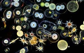 Company plans 'eco' iron dump off Galapagos