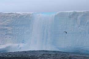 Antarctic icebergs are 'ecological hotspots'