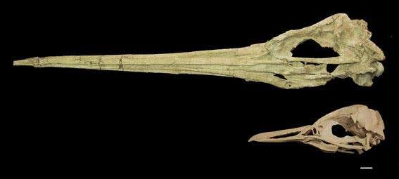 The first complete skull of a giant penguin Icadyptes salasi (1.5m estimated standing height). Fine vascular texturing and other features of its long beak are unlike any other known penguin. A skull of Spheniscus humbolti, the only species inhabiting Peru today, is shown for scale (scale bar = 1cm)