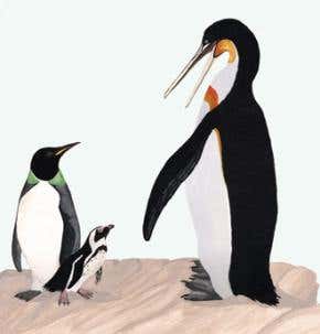 When giant penguins roamed the tropics