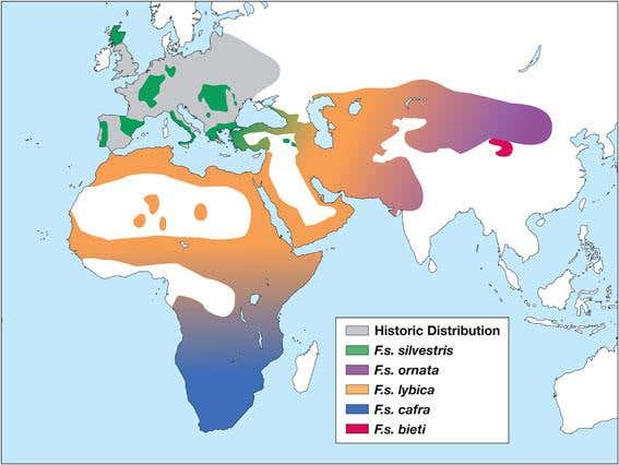 Current and historic distribution of Felis silvestris, the ancestor of the domestic cat 