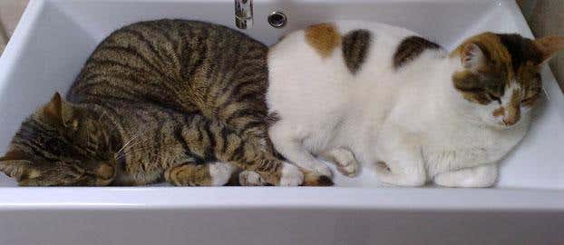 DNA shows domestic cat had origins in Near East