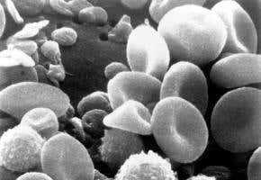 Blood cells can raft nanoparticles around the body