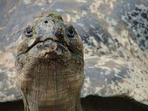 Galapagos tortoises: untangling the evolutionary threads