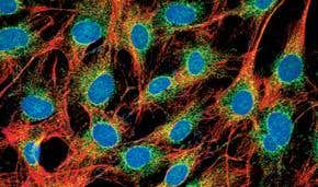 Stem cells: From adult to embryo