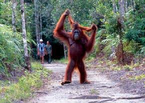 Walking on two legs evolved surprisingly early