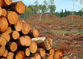 Forest destruction: The road to ruin