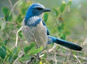 The scheming minds of crows