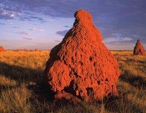 Termites: the new treasure hunters