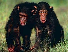 Chimps may display genuine altruism