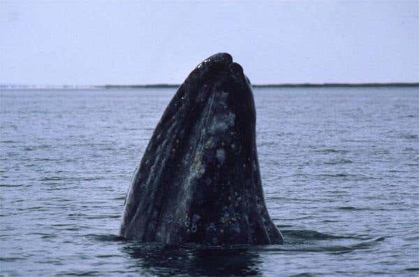 New Scientist. Science news and long reads from expert journalists, covering developments in science, technology, health and the environment on the website and the magazine.