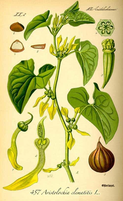 Mysterious kidney disease blamed on bad bread