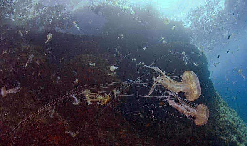 New Scientist. Science news and long reads from expert journalists, covering developments in science, technology, health and the environment on the website and the magazine.