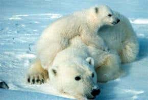 Polar bears deserting unstable ice to give birth